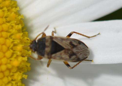 Réf. 213 261 : Trapezonotus sp.